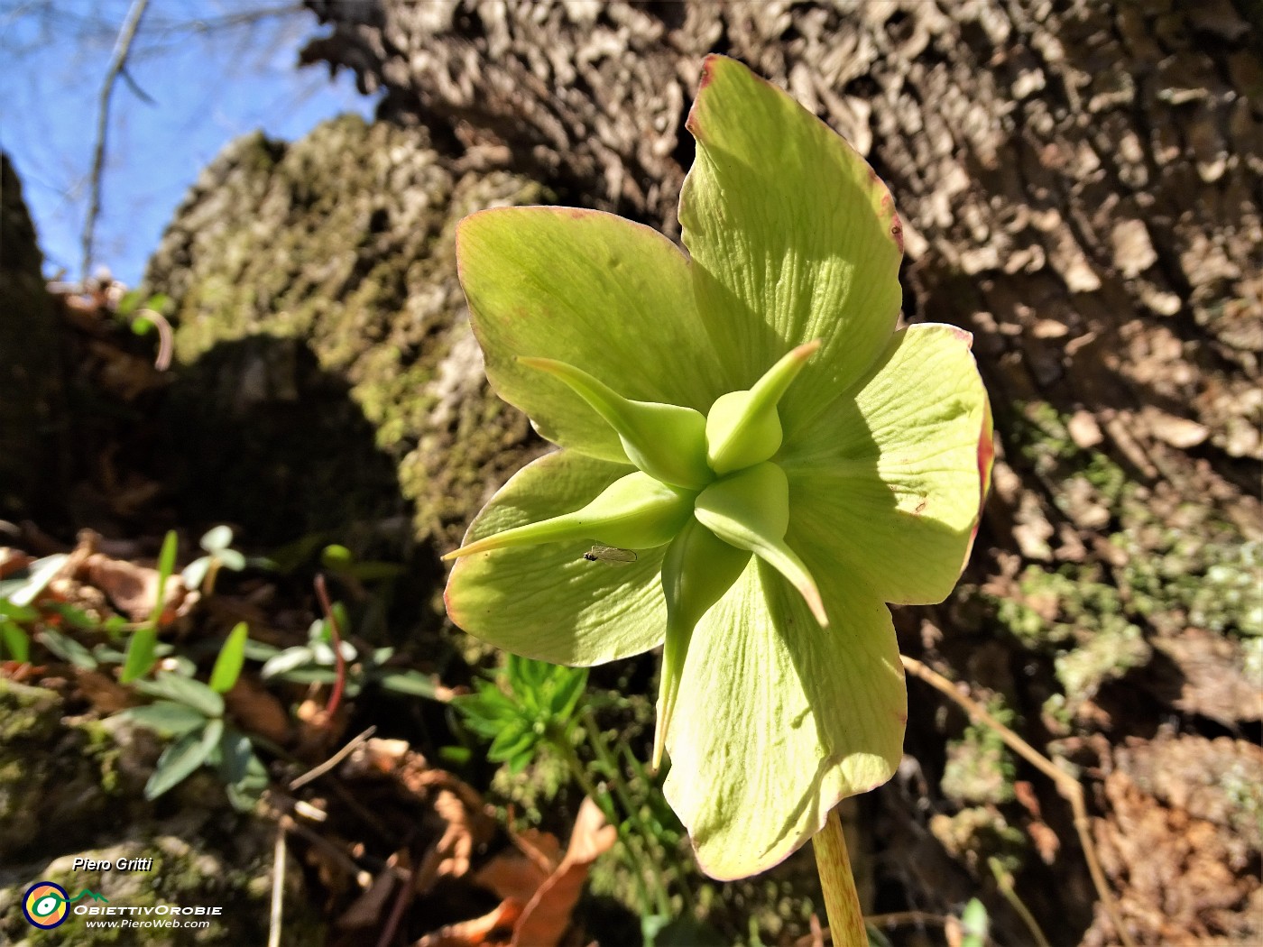 27 Elleboro (Helleborus niger) in fruttescenza.JPG